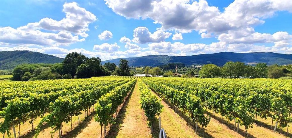 Viñedos de la bodega Magalarte, en Lezama (Bizkaia).