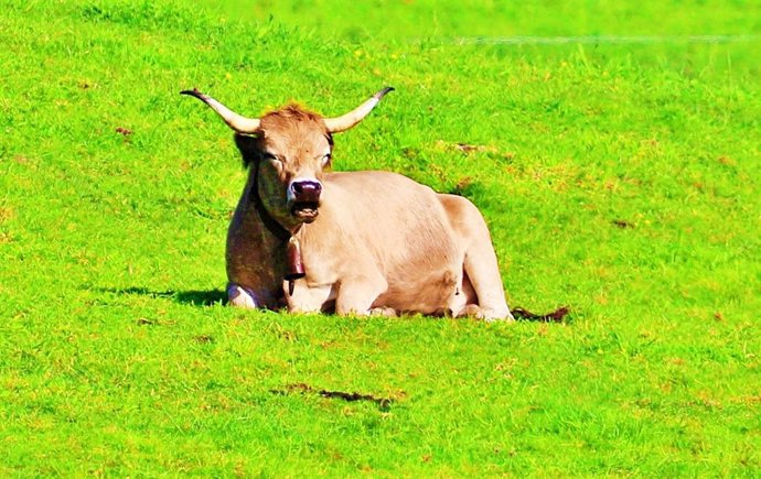 Vaca.