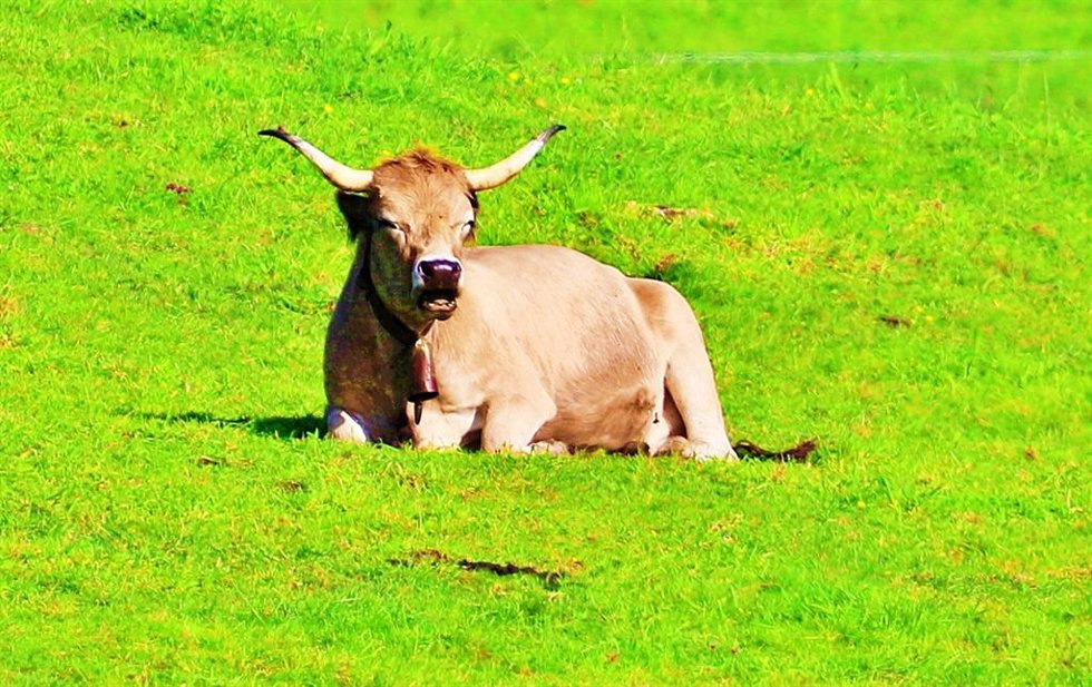 Vaca.