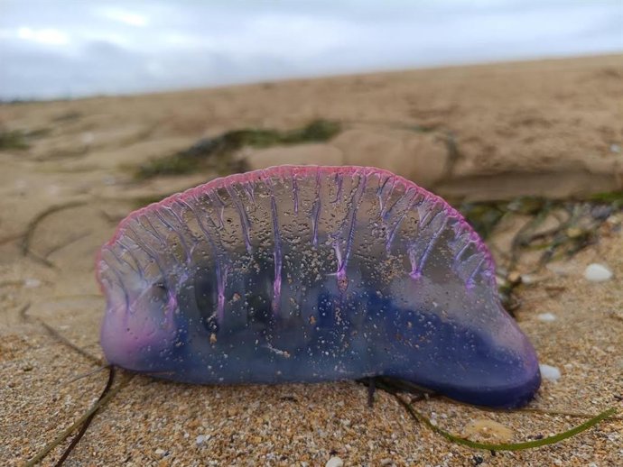 Karabela portugaldarra