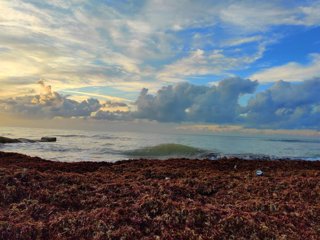 Archivo - Acumulación de algas en el litoral del Oceáno Atlántico