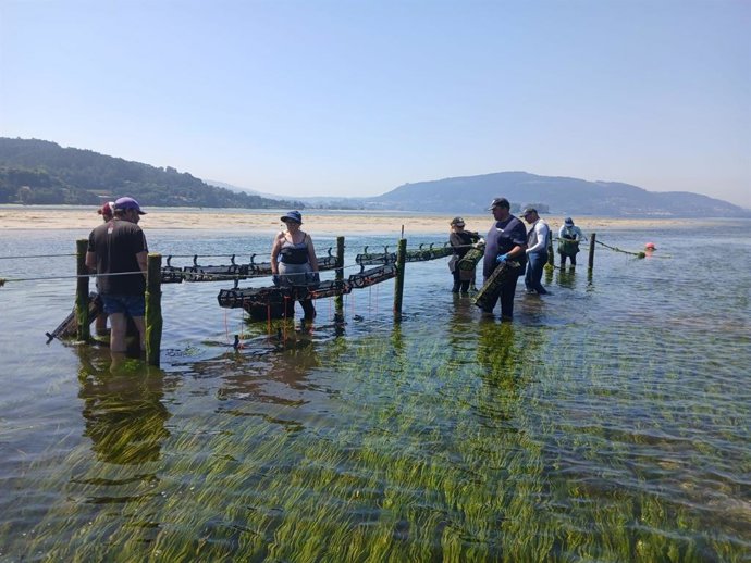 Colocación de ejemplares de ostra plana