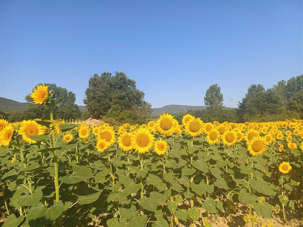 Campo de girasoles.