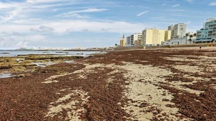 Imagen de arribazones de alga asiática en una playa de Cádiz.