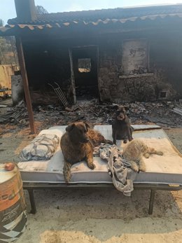 Las mascotas de Abel Viedma, un programador que vivía en San Martín de Valdeiglesias, en la vivienda que fue arrasada por el incendio de la Sierra Oeste.