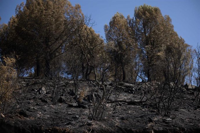 Zona afectada por el incendio de Niebla (Huelva).