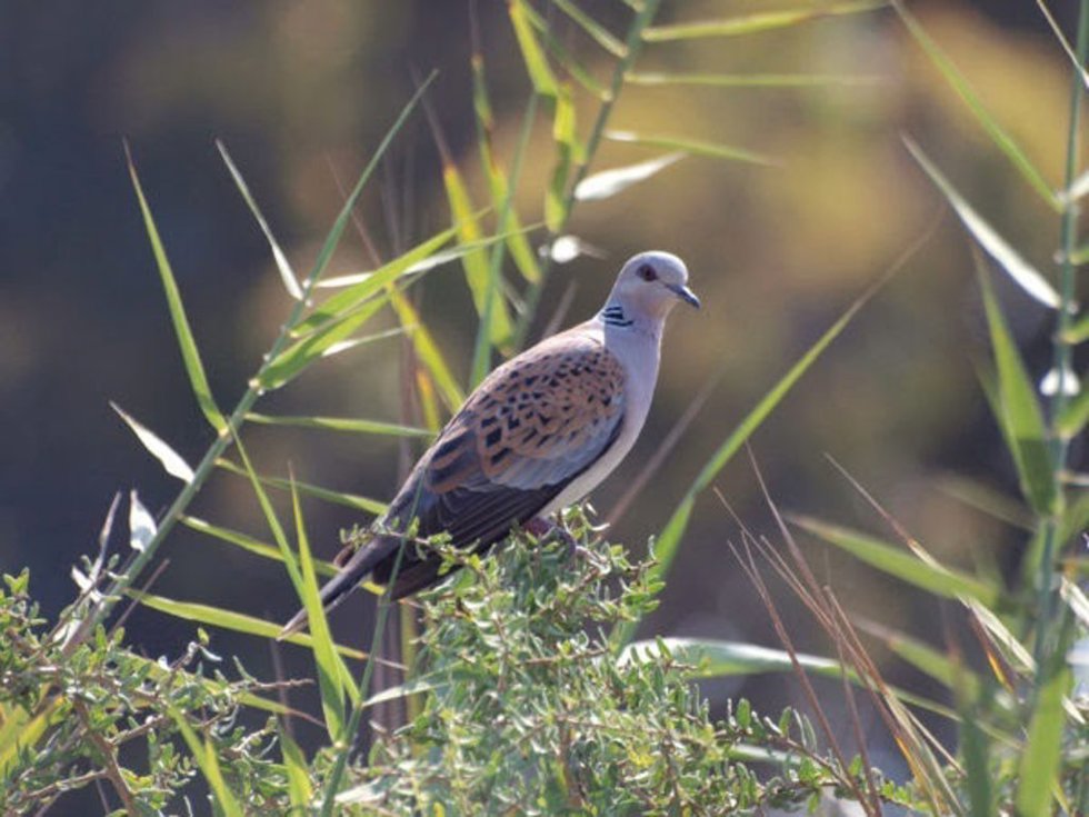 Archivo - Una de cada ocho especies de aves del mundo está en riesgo de extinción, según el informe 'State of the World's Birds 2018' (Estado de las Aves del Mundo 2018) que la organización Birdlife International ha presentado en la Cumbre sobre rutas mig
