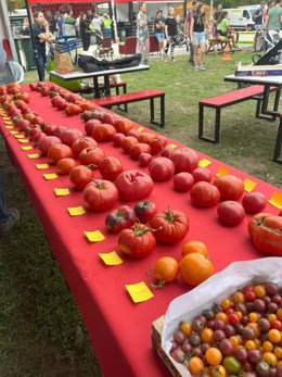 Navarra vuelve a buscar sus mejores tomates con los Concursos de Tomate Antiguo de Mendigorría, Doneztebe y Pamplona.