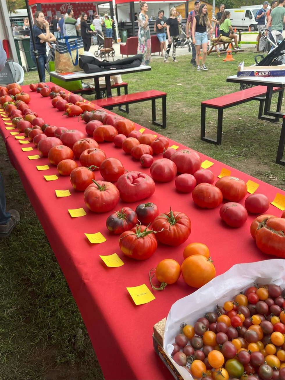 Navarra vuelve a buscar sus mejores tomates con los Concursos de Tomate Antiguo de Mendigorría, Doneztebe y Pamplona.