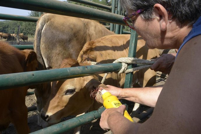 Ganadera realizando un tratamiento a una de sus vacas en Ourense