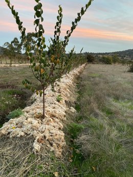 Imagen de un cultivo de lana en la zona de Sierra Espuña.