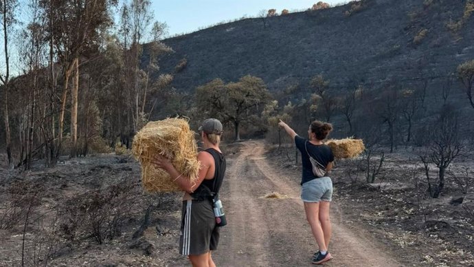 Voluntarias reparten paja para la fauna en la zona rural calcinada de Berrocal (Huelva).