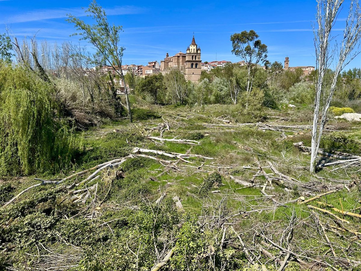 Ecologistas en Acción de La Rioja considera delirante la gestión del arbolado en Calahorra