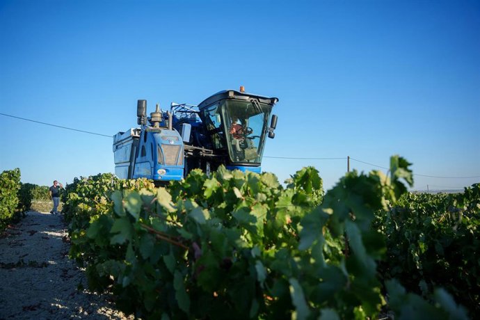 Labores de recogida de la uva en los viñedos de las bodegas González Byass de Jerez de la Frontera (Cádiz). A 8 de agosto de 2026 en Jerez de la Frontera, Cádiz (Andalucía, España). 