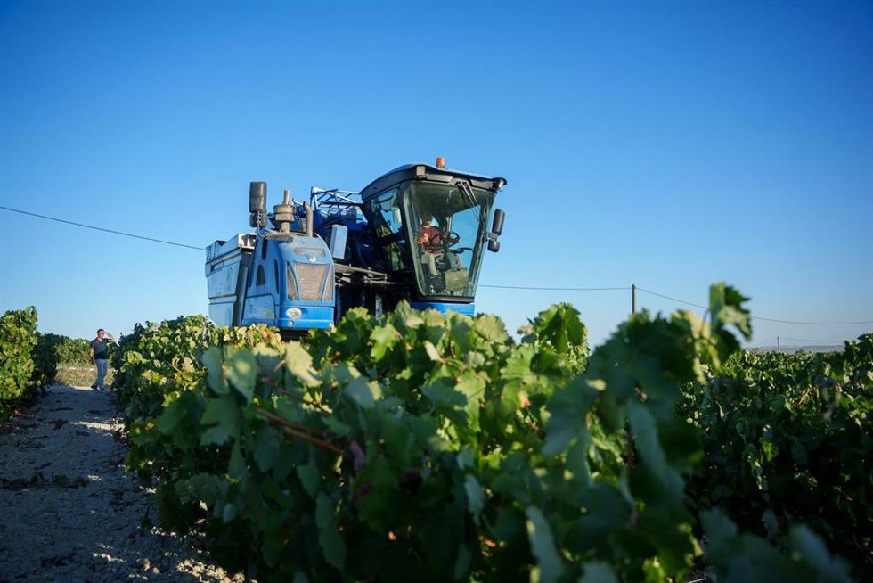 Labores de recogida de la uva en los viñedos de las bodegas González Byass de Jerez de la Frontera (Cádiz). A 8 de agosto de 2026 en Jerez de la Frontera, Cádiz (Andalucía, España). 