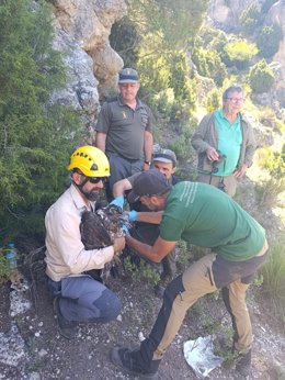 Yeste (Albacete) da la bienvenida a 'Cardaor', primer quebrantahuesos nacido en la provincia tras más de medio siglo