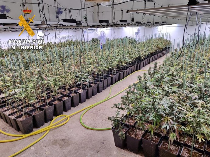 Plantación de marihuana incautada en Mérida