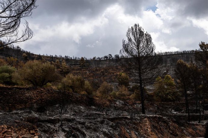 Terreno quemado por el incendio, a 23 de agosto de 2026, en Gátova