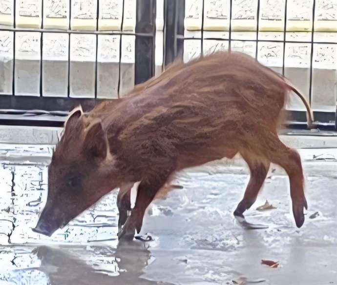 Jabato de corta edad rescatado en la mañana de este lunes 24 de agosto en la laguna del Complejo Deportivo de Chapín, en Jerez de la Frontera (Cádiz).