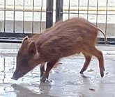 Foto: Rescatado un jabato joven del interior de la laguna del Complejo Municipal de Chapín en Jerez (Cádiz)