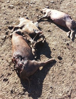 Cerdos muertos por un ataque de lobo en una explotación en Salamanca.
