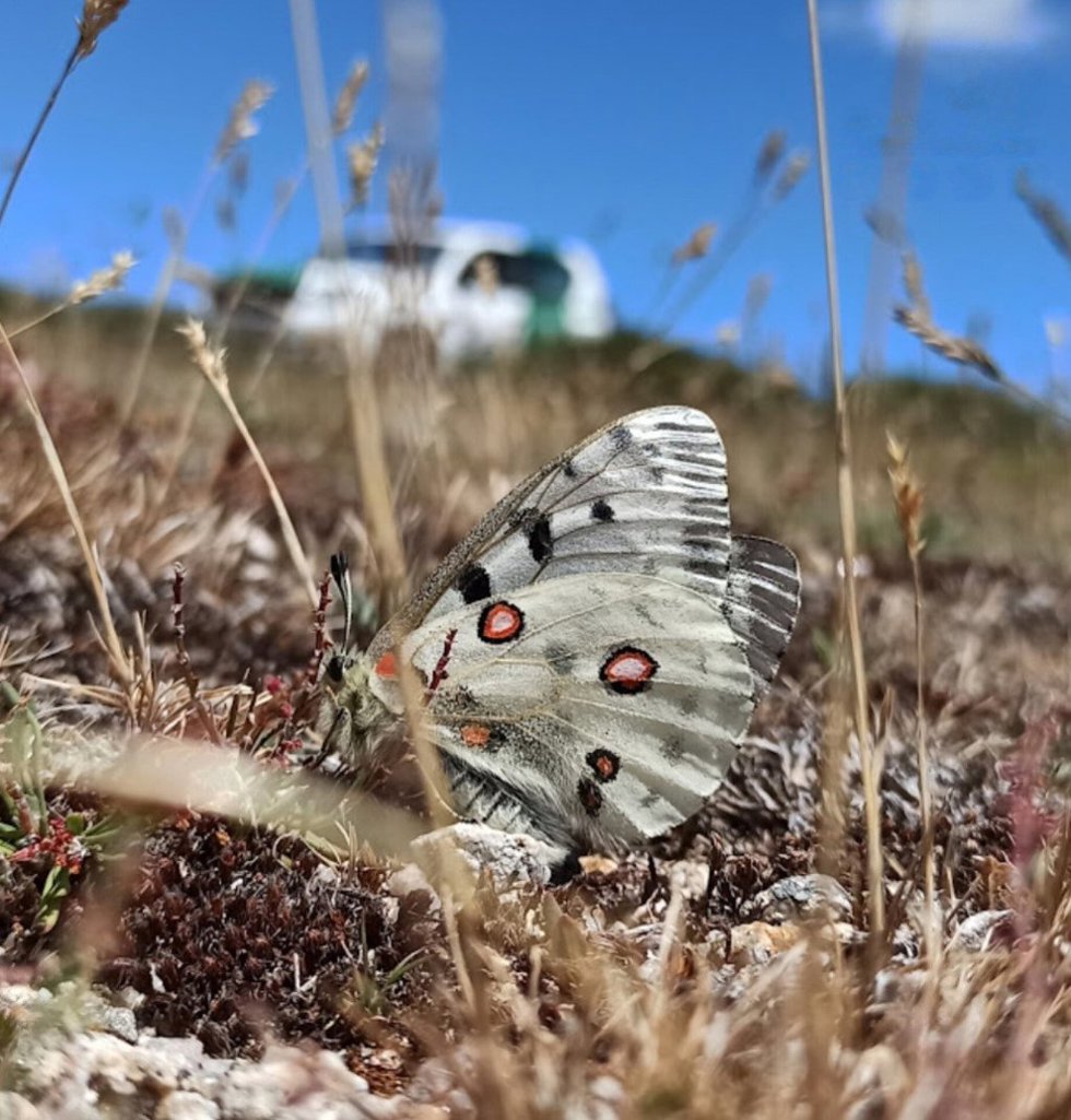 Adulto de mariposa Apolo, durante el censo.