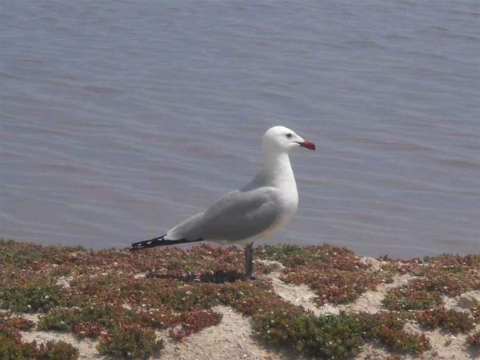 Archivo - Ejemplar de gaviota de Audouin.
