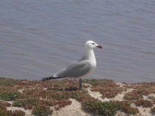 Archivo - Ejemplar de gaviota de Audouin, cuya presencia está restringida a la cuenca mediterránea y que en el Parque Regional de las Salinas de San Pedro supera las 125 parejas.