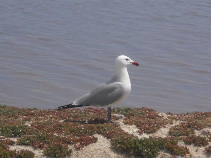 Archivo - Ejemplar de gaviota de Audouin, cuya presencia está restringida a la cuenca mediterránea y que en el Parque Regional de las Salinas de San Pedro supera las 125 parejas.