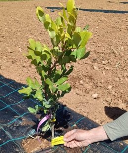 Baleares experimenta con portainjertos clonales de algarrobo para adaptar el cultivo al cambio climático