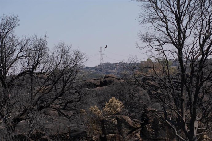 Tierra quemada por un incendio forestal en Fornillos de Fermoselle.