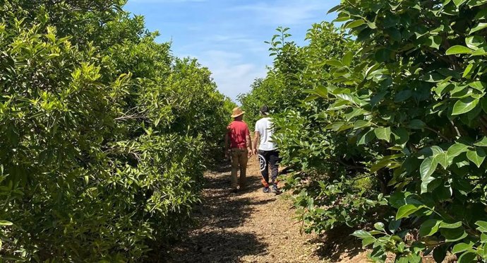 Dos personas caminan por un cultivo.