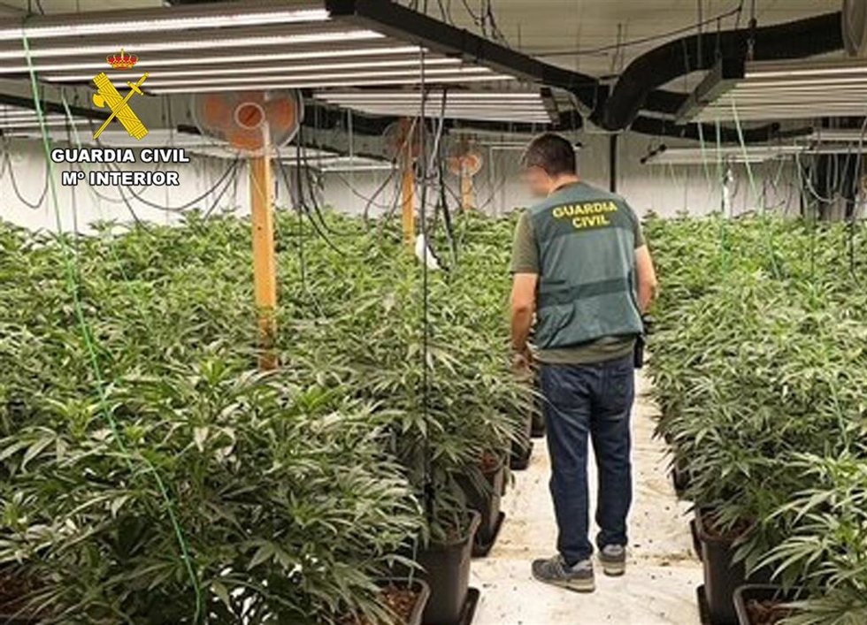 Un agente de la Guardia Civil junto a parte de las plantas de marihuana intervenidas