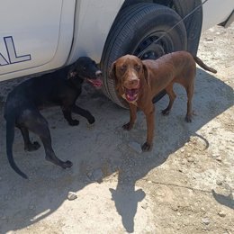 Perros rescatados de la autovía A-7 en Balanegra (Almería).