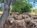 Movilizados los primeros 3 millones de euros de la ayuda excepcional a la actividad agroganadera profesional