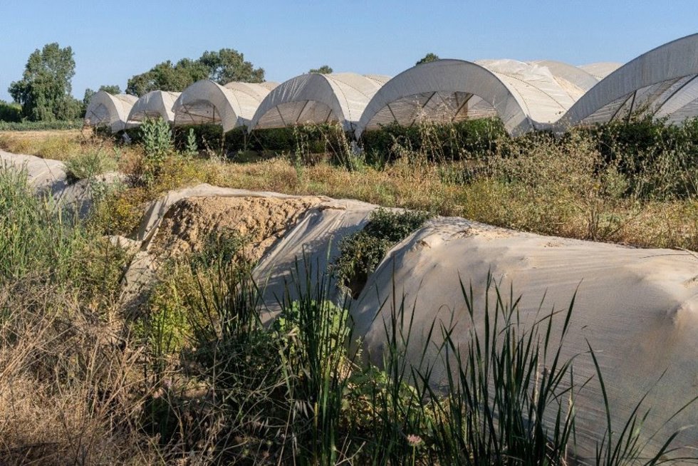 Cultivos en el entorno de Doñana.