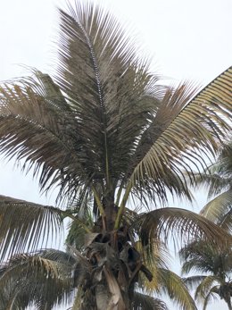 Archivo - Una palmera en la playa de Las Canteras