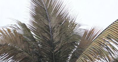 Islas Canarias