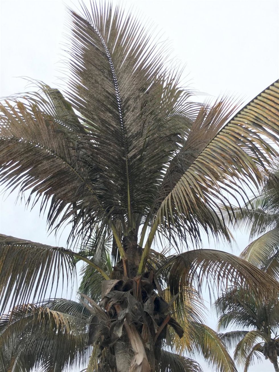 Archivo - Una palmera en la playa de Las Canteras