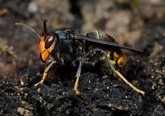 Foto: Empresas de Sanidad Ambiental alertan de la expansión de la avispa asiática y el aumento de garrapatas y mosquitos