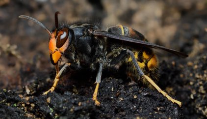Empresas de Sanidad Ambiental alertan de la expansión de la avispa asiática y el aumento de garrapatas y mosquitos