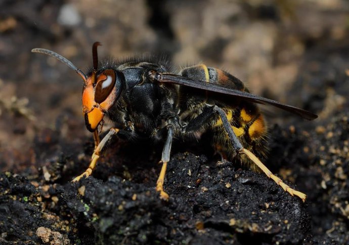 Archivo - La avispa asiática (vespa velutina).