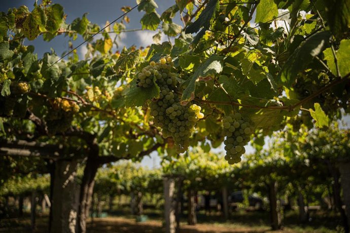 Varios racimos de uva durante una de las primeras vendimias en las Rías Baixas,  