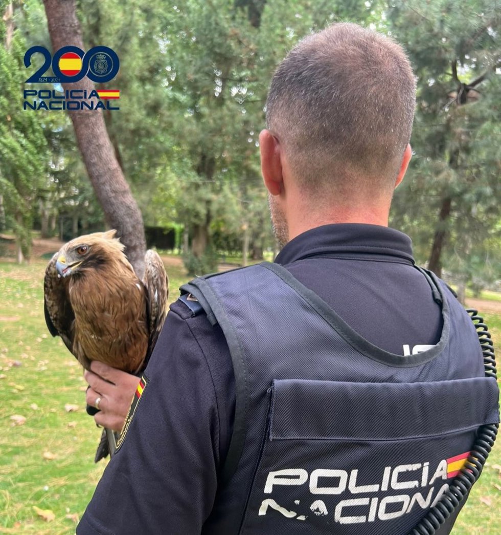 La Policía Nacional recupera un ejemplar de águila calzada en el Jardín de la Viña de Ávila