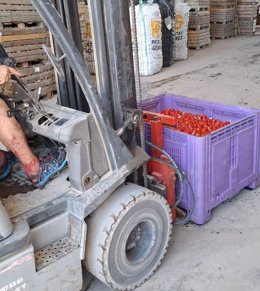 Carga de tomates en camiones
