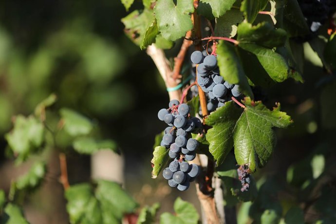 Archivo - Uvas en una viña durante la vendimia 