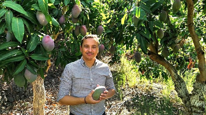 La Costa Tropical de Granada se prepara para de la campaña del mango 2026, en la que las altas temperaturas de este mes de agosto han acelerado la maduración del fruto