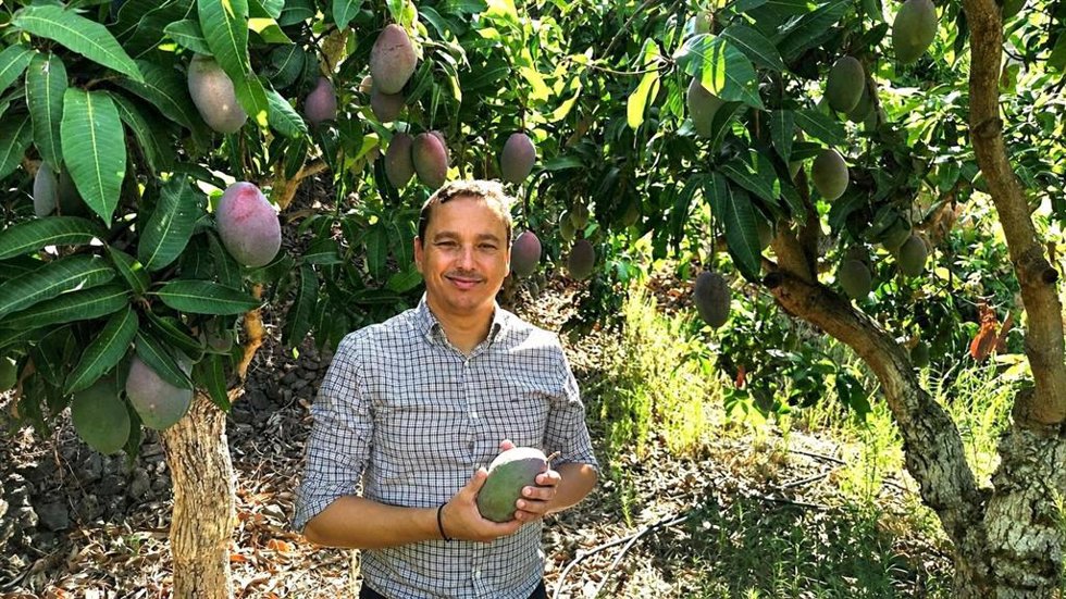 La Costa Tropical de Granada se prepara para de la campaña del mango 2026, en la que las altas temperaturas de este mes de agosto han acelerado la maduración del fruto
