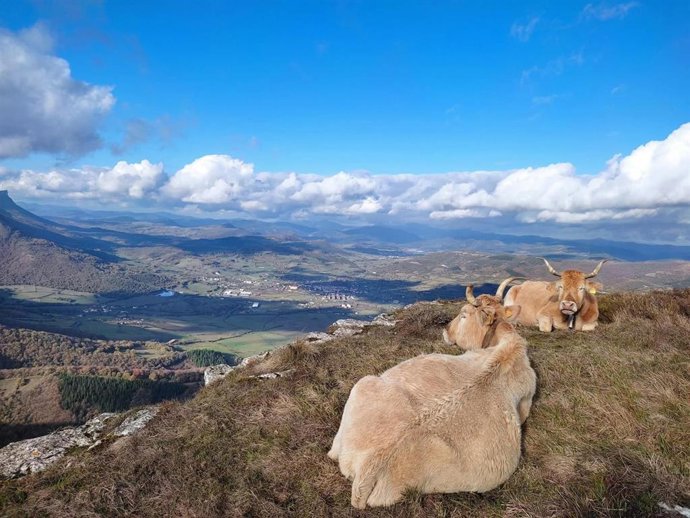 Vacas en Orduña (Bizkaia)