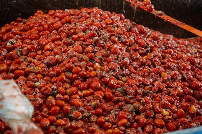 Archivo - Tomates son cargados en los camiones para la celebración de la tomatina 